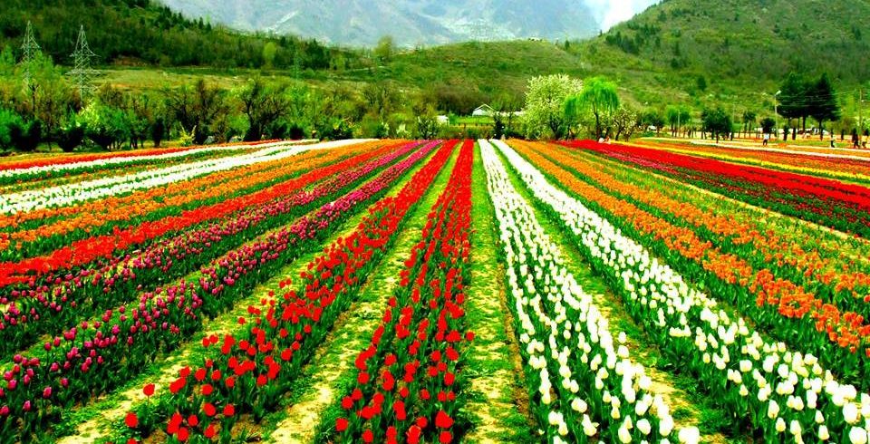 Tulip-Garden